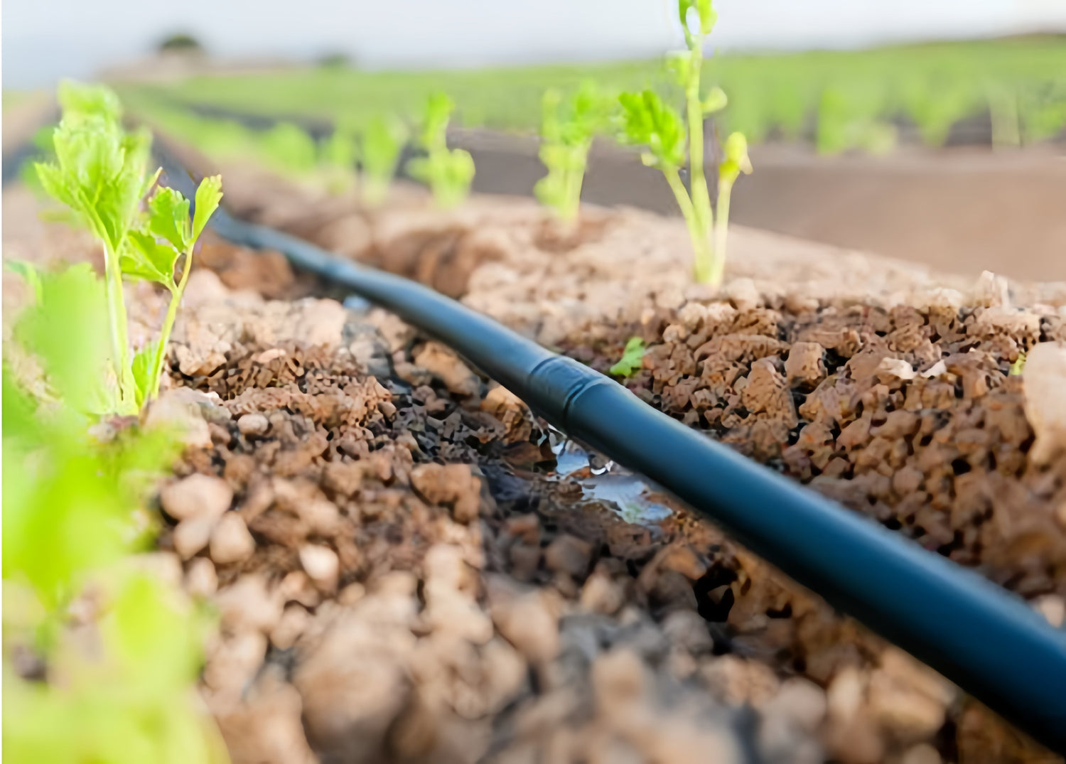 Drip Irrigation Systems